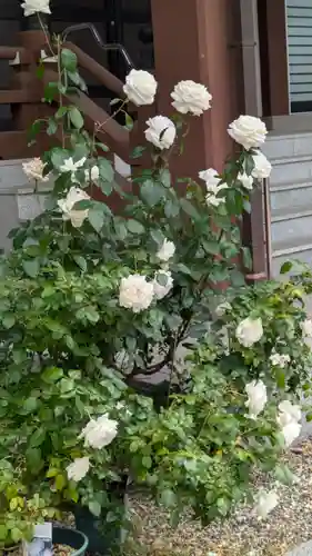 専念寺(大阪府)