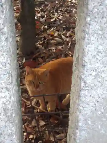 三翁神社の動物