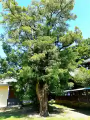 津毛利神社の自然