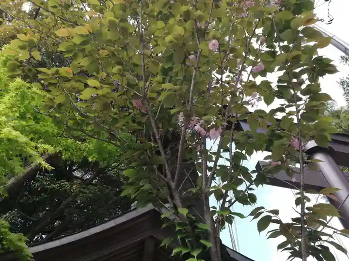 柏諏訪神社の自然