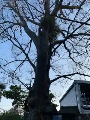 鷲神社(千葉県)