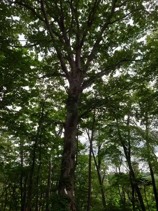 八幡神社の自然