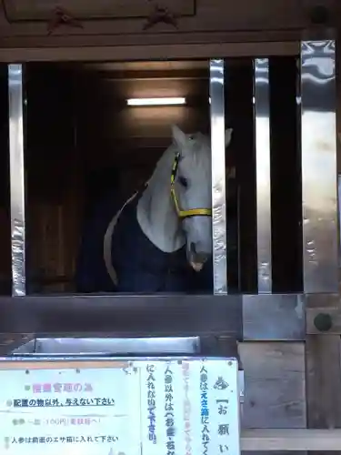 多度大社の動物