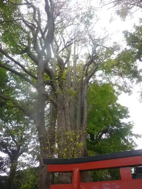 由比若宮(元鶴岡八幡宮)の自然