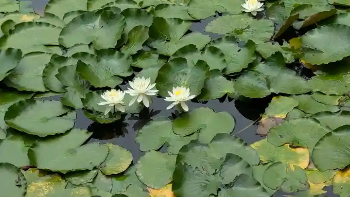 大原野神社(京都府)