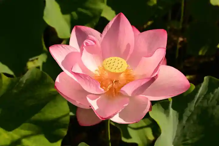 定福寺(高知県)