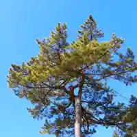 三津厳島神社の自然