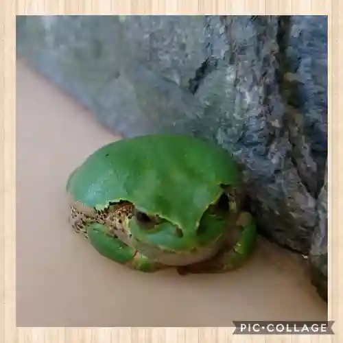 上一宮大粟神社の動物