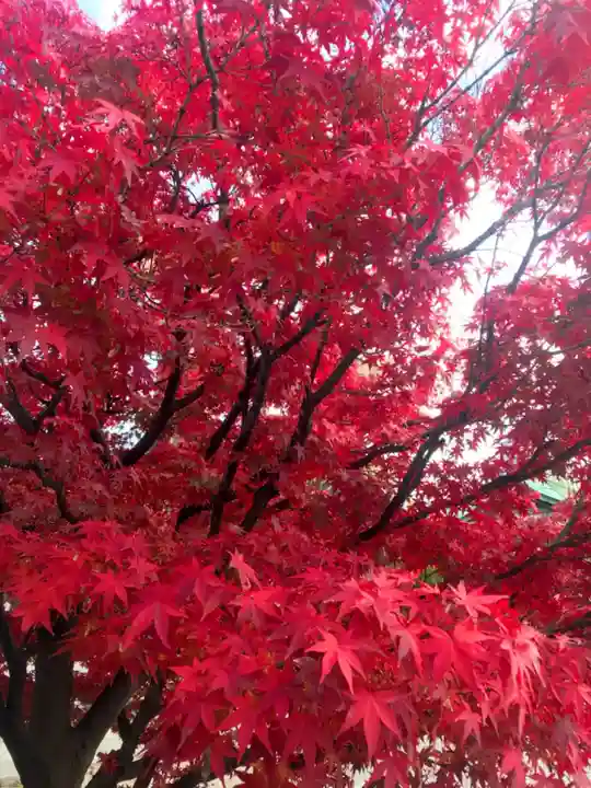 豊國神社の自然