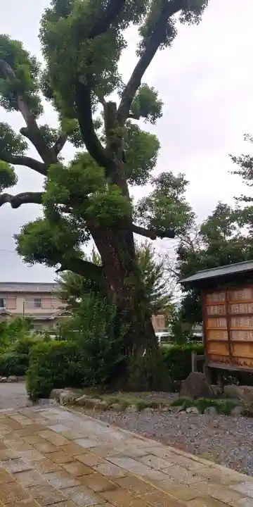 羽束師坐高御産日神社の自然