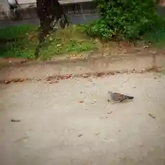 尾張大國霊神社（国府宮）の動物