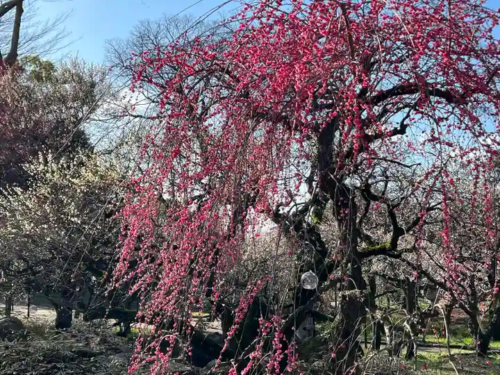 北野天満宮(京都府)