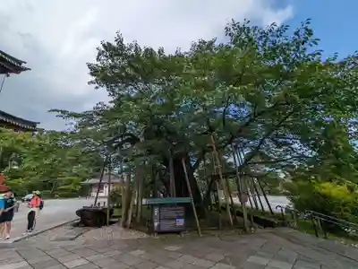 輪王寺(栃木県)