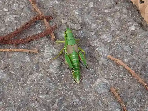 琴平神社の動物
