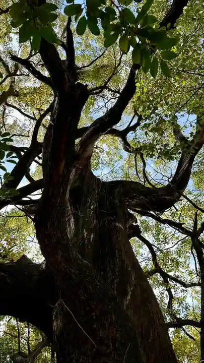 若一神社(京都府)