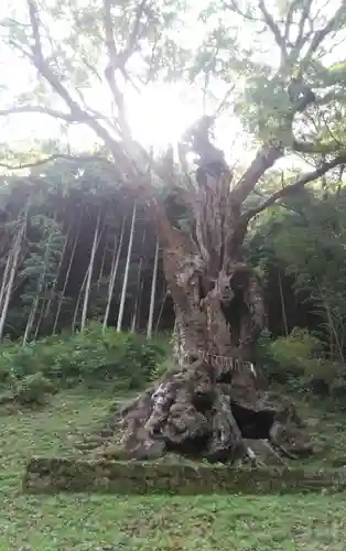 武雄神社の自然