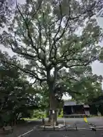 福母八幡宮の自然