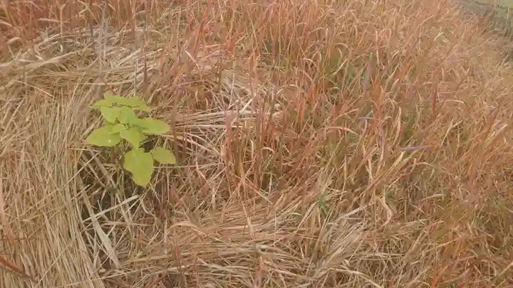 山之神神社の自然