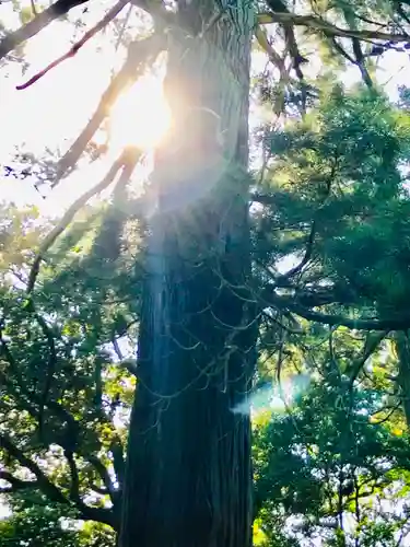 側高神社の自然