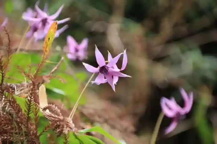 若草木神社の自然