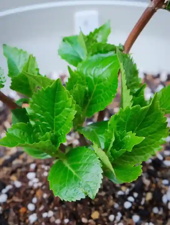 十日恵比須神社の御朱印