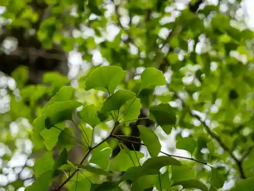 赤坂氷川神社(東京都)