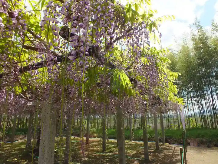 志那神社の自然