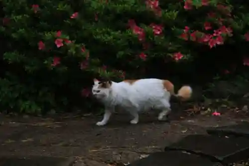 阿邪訶根神社の動物