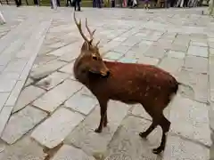 手向山八幡宮(奈良県)