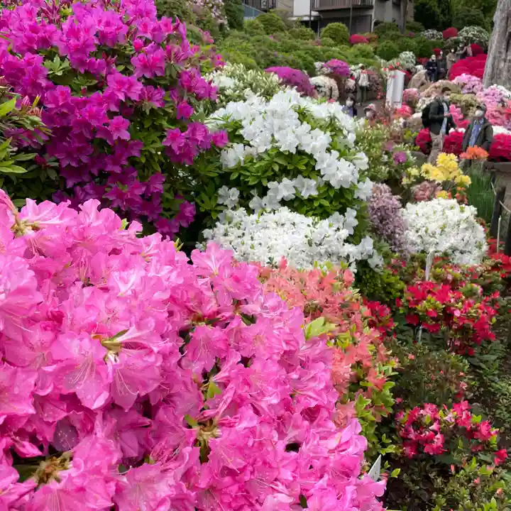 根津神社の自然