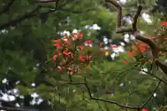 田村神社の自然