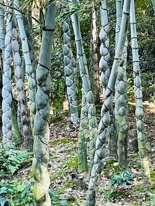 浄住寺(京都府)