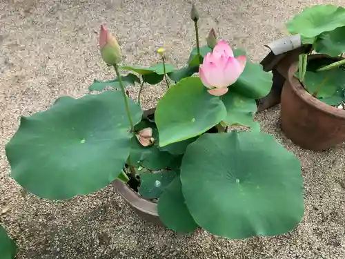本山専修寺の庭園