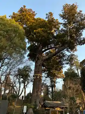 妙照寺(千葉県)