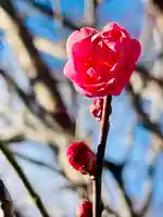 仙台八坂神社(宮城県)