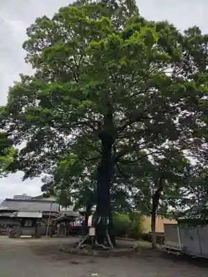 伊勢天照御祖神社（大石神社）(福岡県)