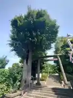 所澤神明社(埼玉県)