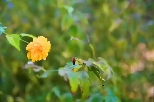 松尾大社の庭園