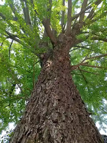 田無神社(東京都)