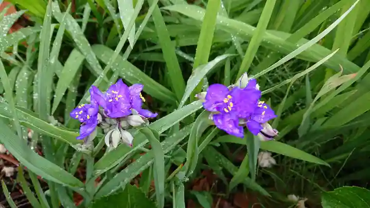 水神社(中瀬町)の自然