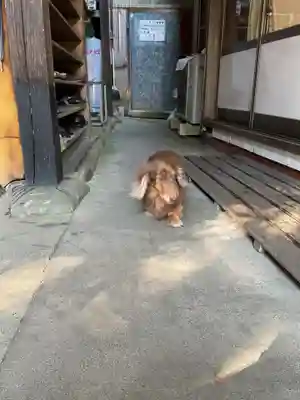 古井の天狗山(岐阜県)