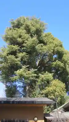 鳩ヶ谷氷川神社(埼玉県)