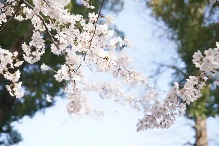 阿佐ヶ谷神明宮の自然
