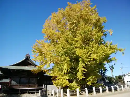 葛飾八幡宮(千葉県)