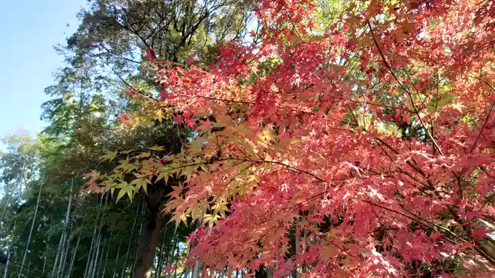 武蔵一宮氷川神社の自然