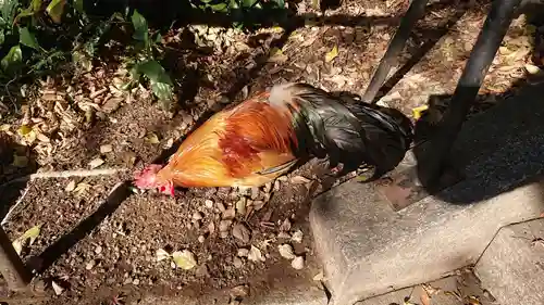 谷保天満宮の動物