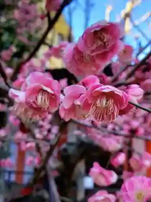 桜神宮(東京都)