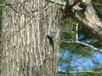 留辺蘂神社の動物