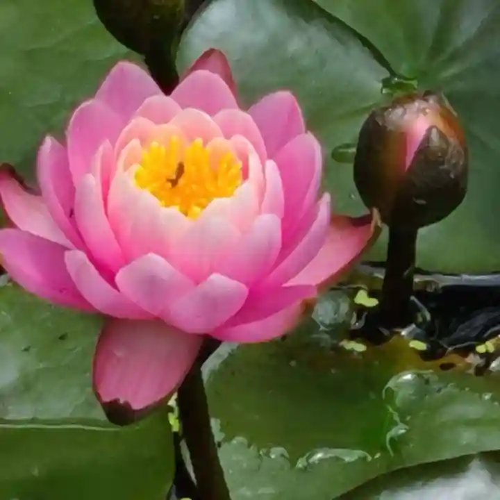 牛嶋天満宮の自然