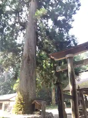 祖師野八幡宮(岐阜県)